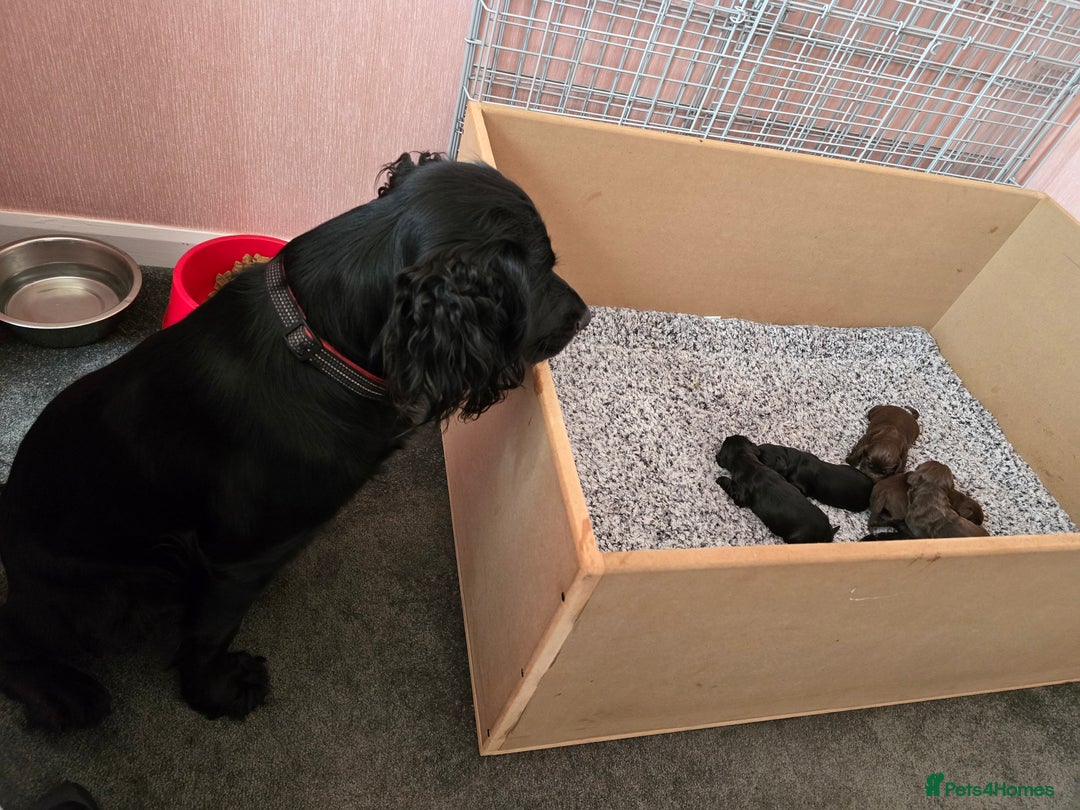 Cocker Spaniel dogs for sale: Working Cocker Spaniels - Image 6