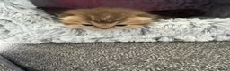 British Shorthair cats for sale: British shorthair  - Advert 13