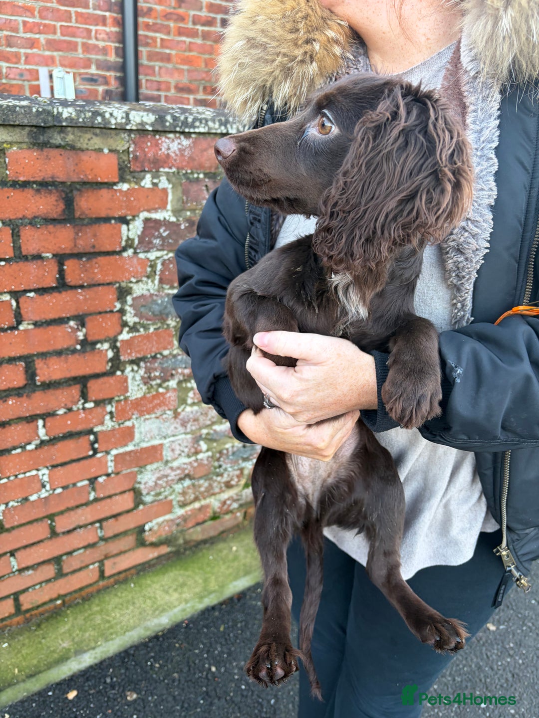 Cocker Spaniel dogs for sale: Cocker spaniel  - Advert 2