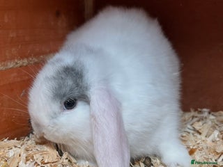 Mini Lop rabbits Mini lops ready now! - Advert 17