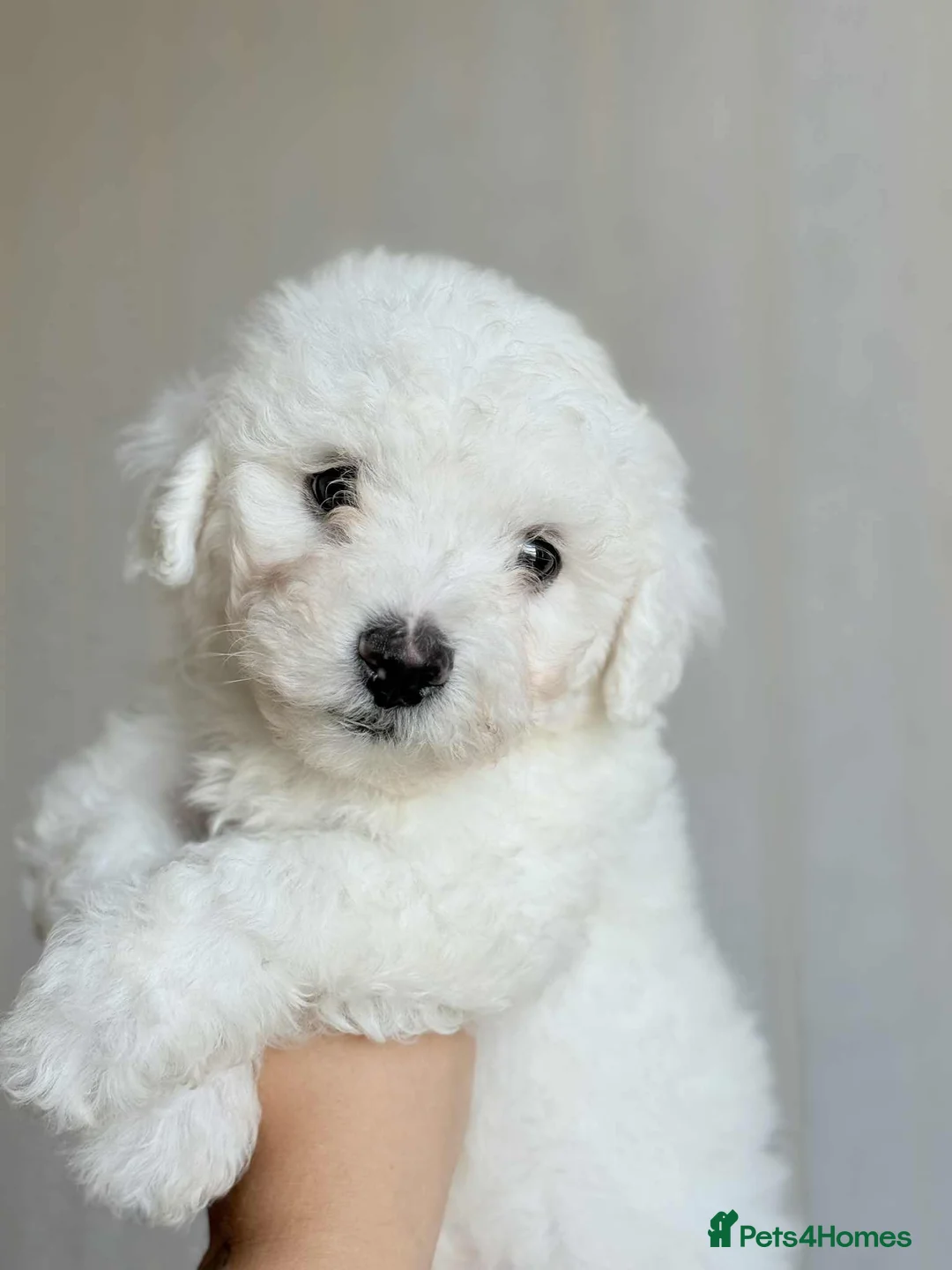Maltese dogs for sale: Maltese puppies  - Advert 14