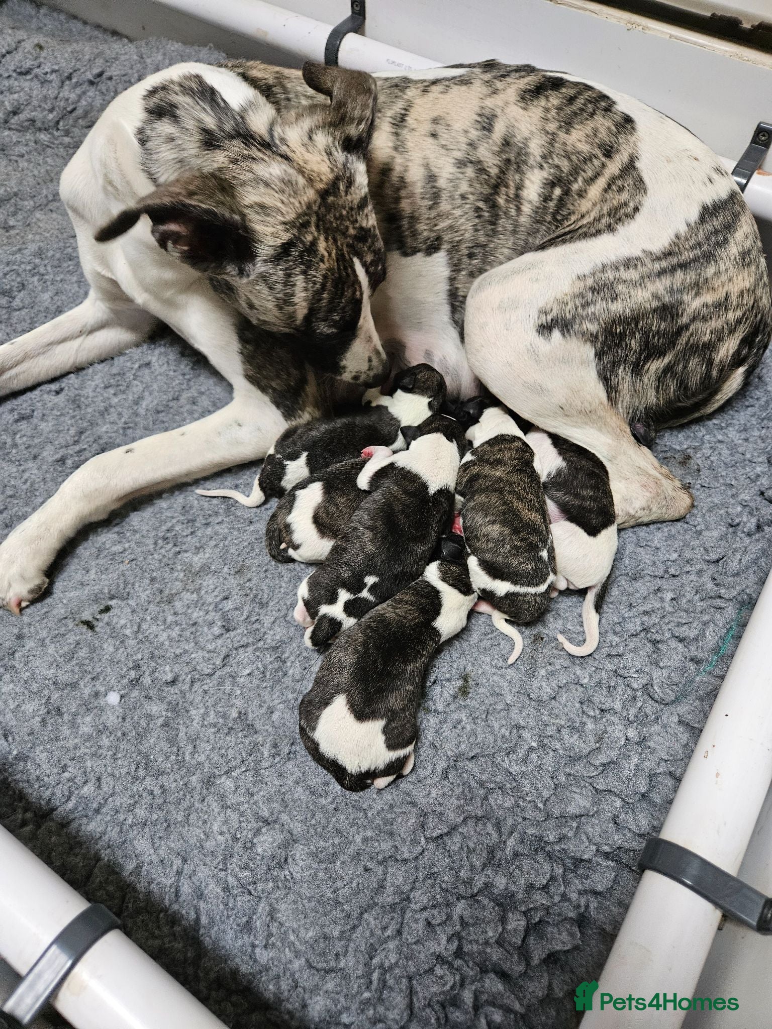 Whippet dogs KC Registered Whippet puppies - Advert 1