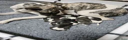 Whippet dogs for sale: KC Registered Whippet puppies - Advert 1