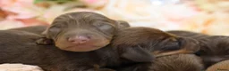 Miniature Dachshund dogs for sale: KC Miniature Dachshund Puppies - Advert 13
