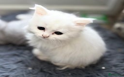 Persian cats for sale: Outstanding litter of Persian x kittens,  - Image 12