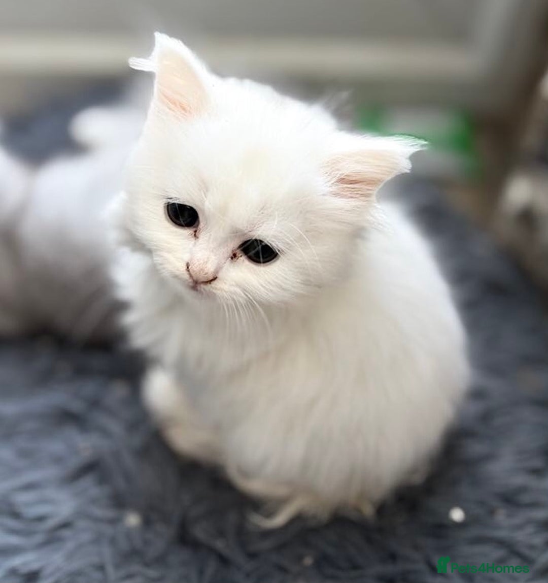 Persian cats for sale: Outstanding litter of Persian x kittens,  - Image 12