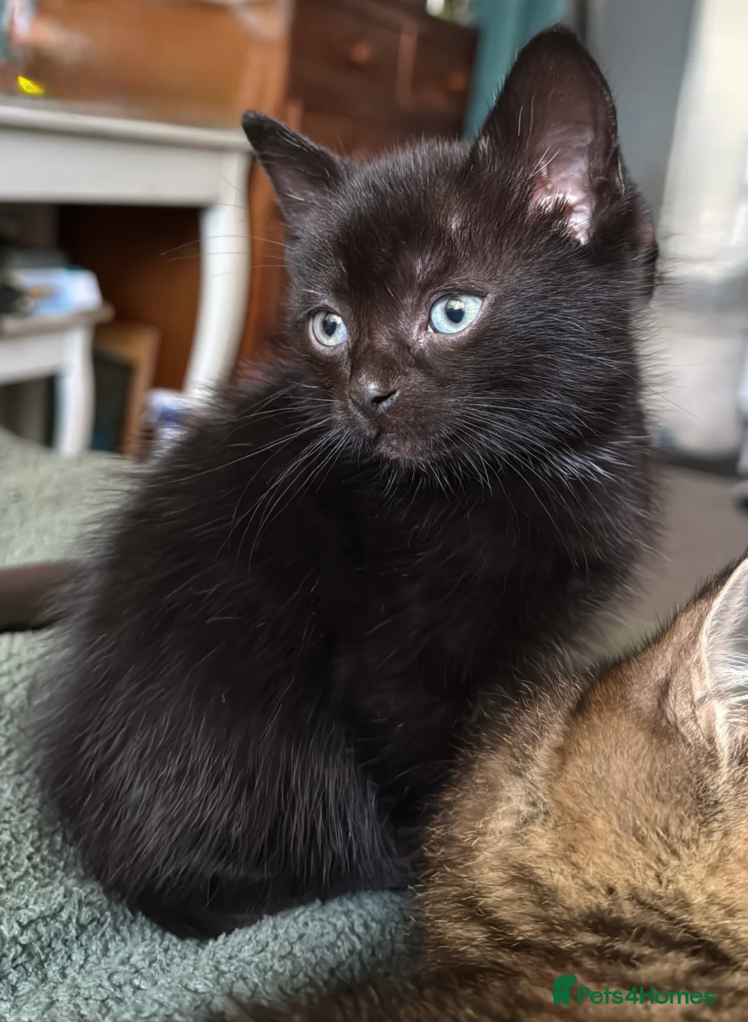 British Shorthair cats for sale: 8 week old kittens in Liverpool - Advert 5