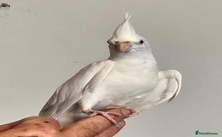 Cockatiels birds - Advert 16