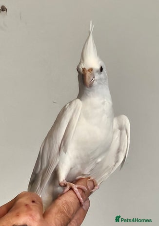 Cockatiels birds - Advert 1