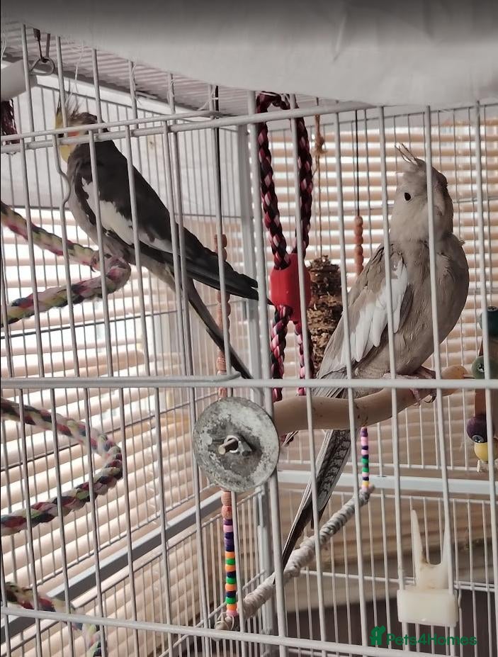 Cockatiels birds Cockatiels with large indoor/outdoor Cage for Sale - Advert 11