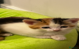 British Shorthair cats for sale: 2 female kittens (ready to go 1st December) - Image 10