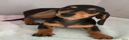 Miniature Dachshund dogs for sale: Miniature dachshund puppies - Advert 6