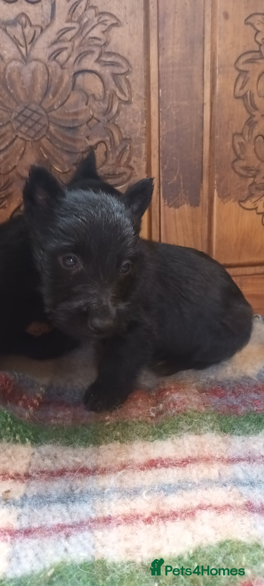 Scottish Terrier dogs for sale: Kc registered scottish terrier pups  - Image 3