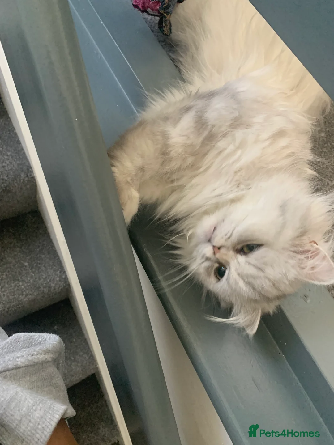 Persian cats for sale: Fluffy Persian Girl Looking for a Forever Home - Advert 5
