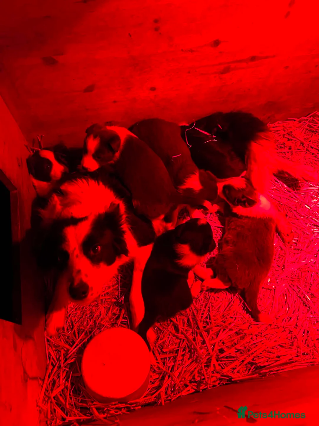 Border Collie dogs for sale: 7 collie puppies for sale  in Okehampton - Advert 2