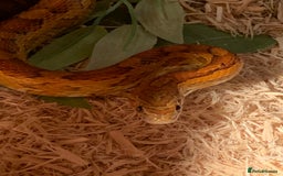 Corn Snake reptiles for sale:  Zep the cornsnake - Image 11