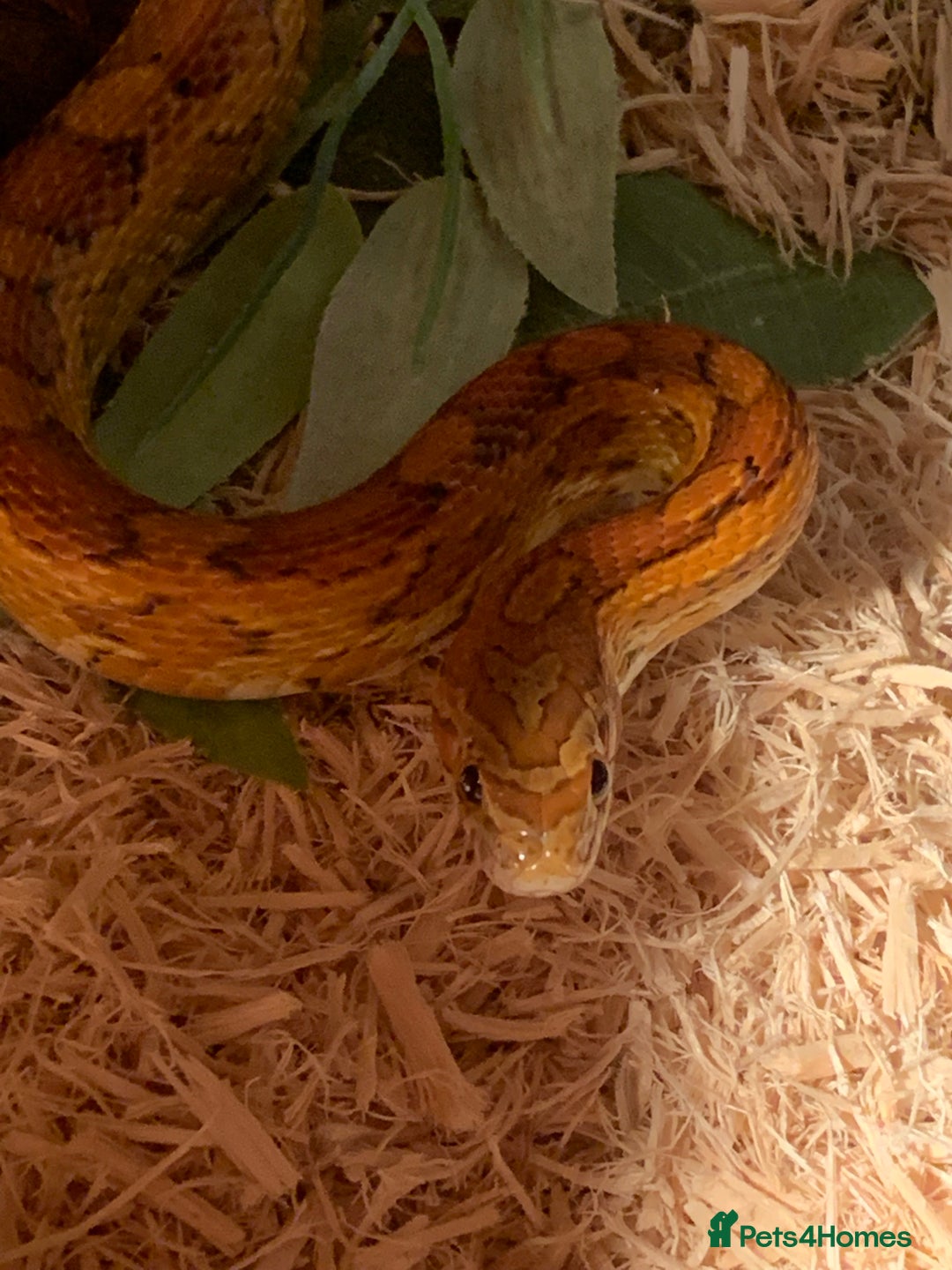 Corn Snake reptiles for sale:  Zep the cornsnake - Image 11