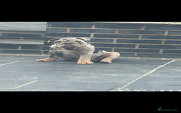 English Bulldog dogs for sale: Grey Merle male english bulldog puppy - Image 13
