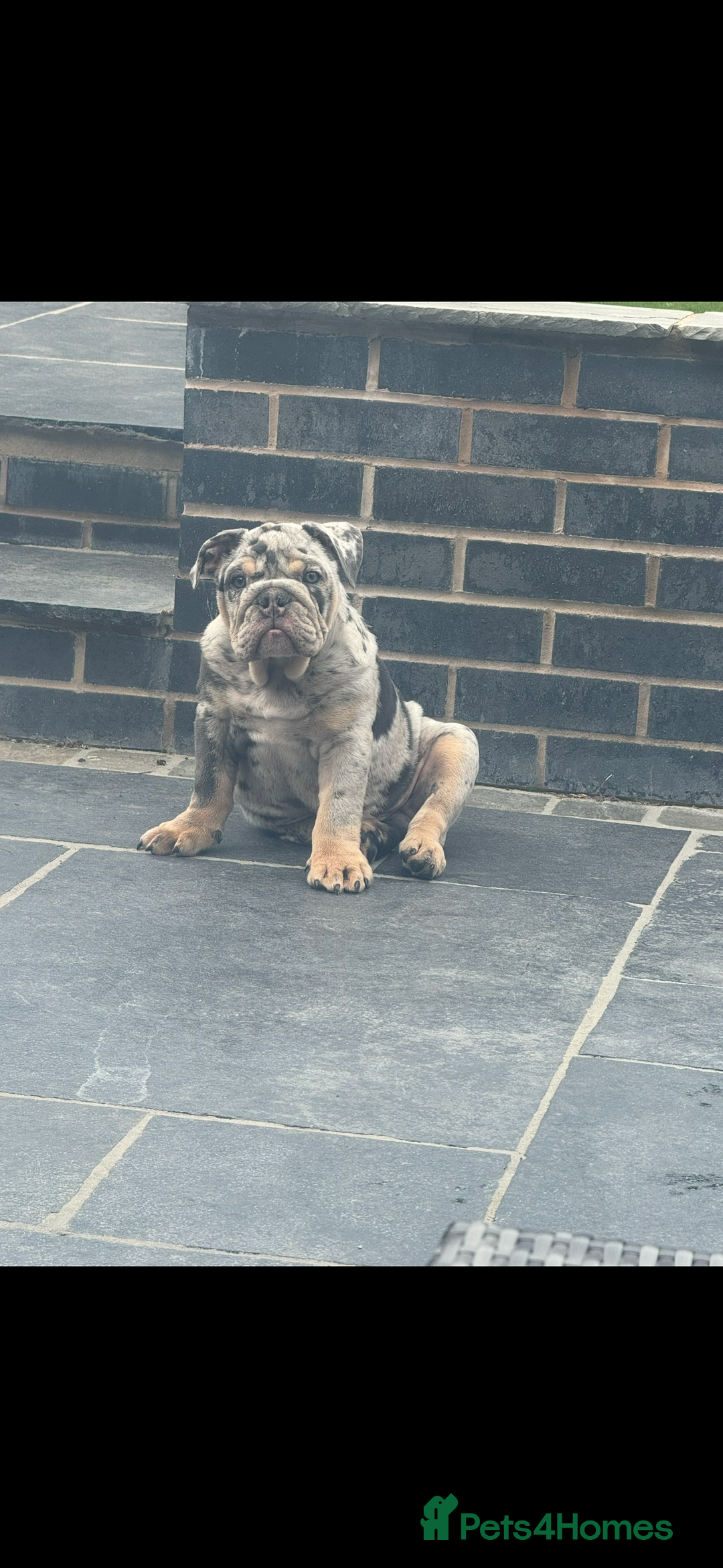 English Bulldog dogs for sale: Grey Merle male english bulldog puppy - Image 13