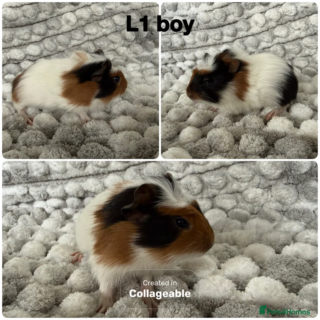 Guinea Pig rodents for sale: Guinea pig baby’s and adults  in Ripley - Advert 2