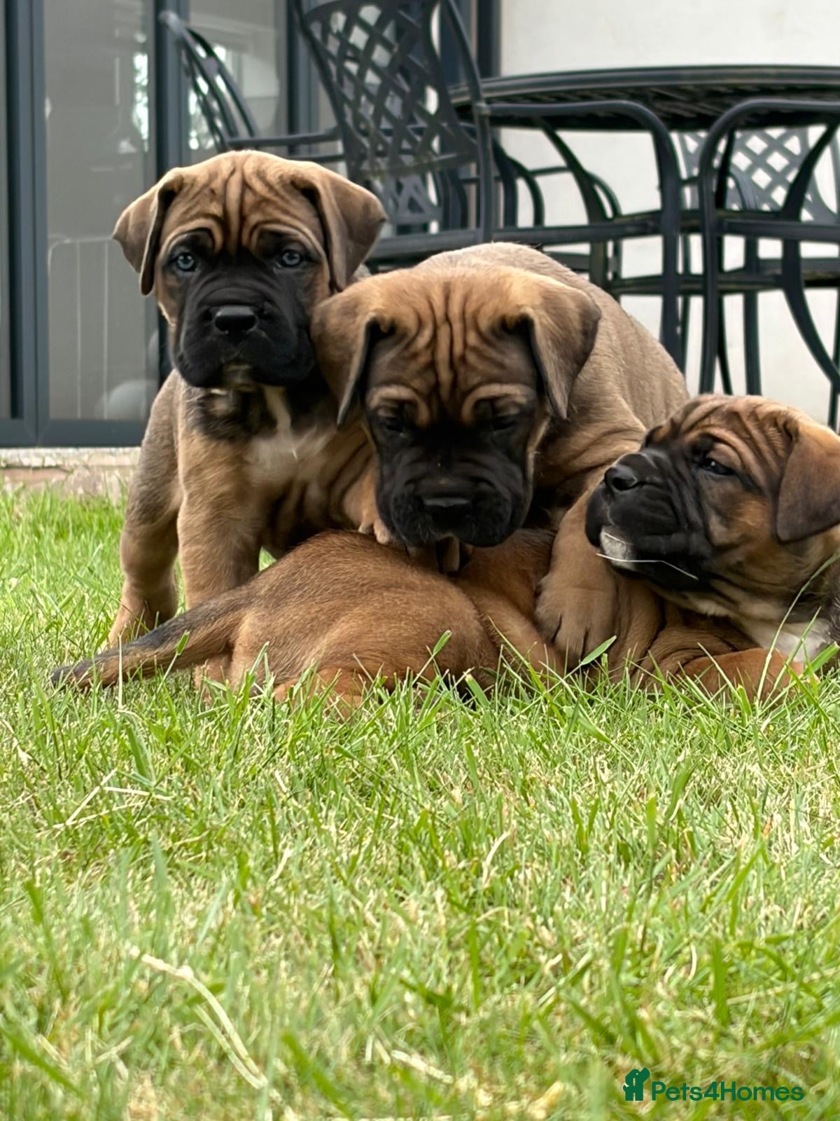 Cane Corso dogs for sale: BEAUTIFUL CANE CORSO PUPPIES in Walsall - Advert 1