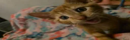 Mixed Breed cats for sale: 7 beautiful kittens - Advert 23