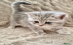 British Shorthair cats for sale: ❣️British shh TICA register Active Champion Line❣️ - Image 12