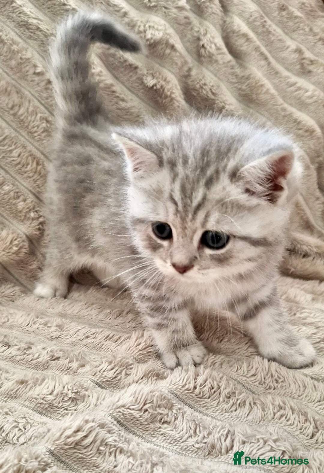 British Shorthair cats for sale: ❣️British shh TICA register Active Champion Line❣️ - Image 12