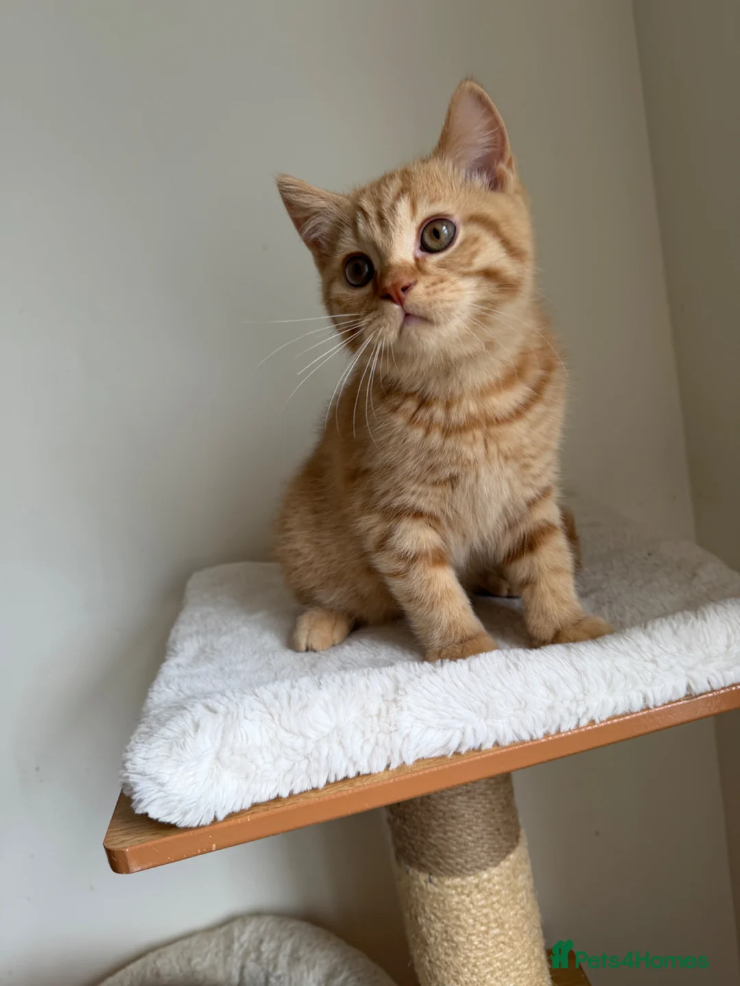 British Shorthair cats for sale: Last boy cute and playful TICA registered  - Advert 2