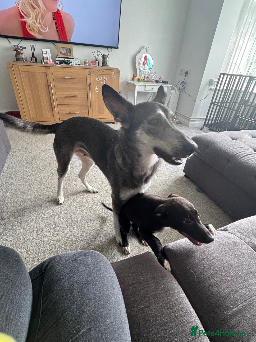 Mixed Breed dogs for sale: Female German Shepard x husky puppies  - Image 2