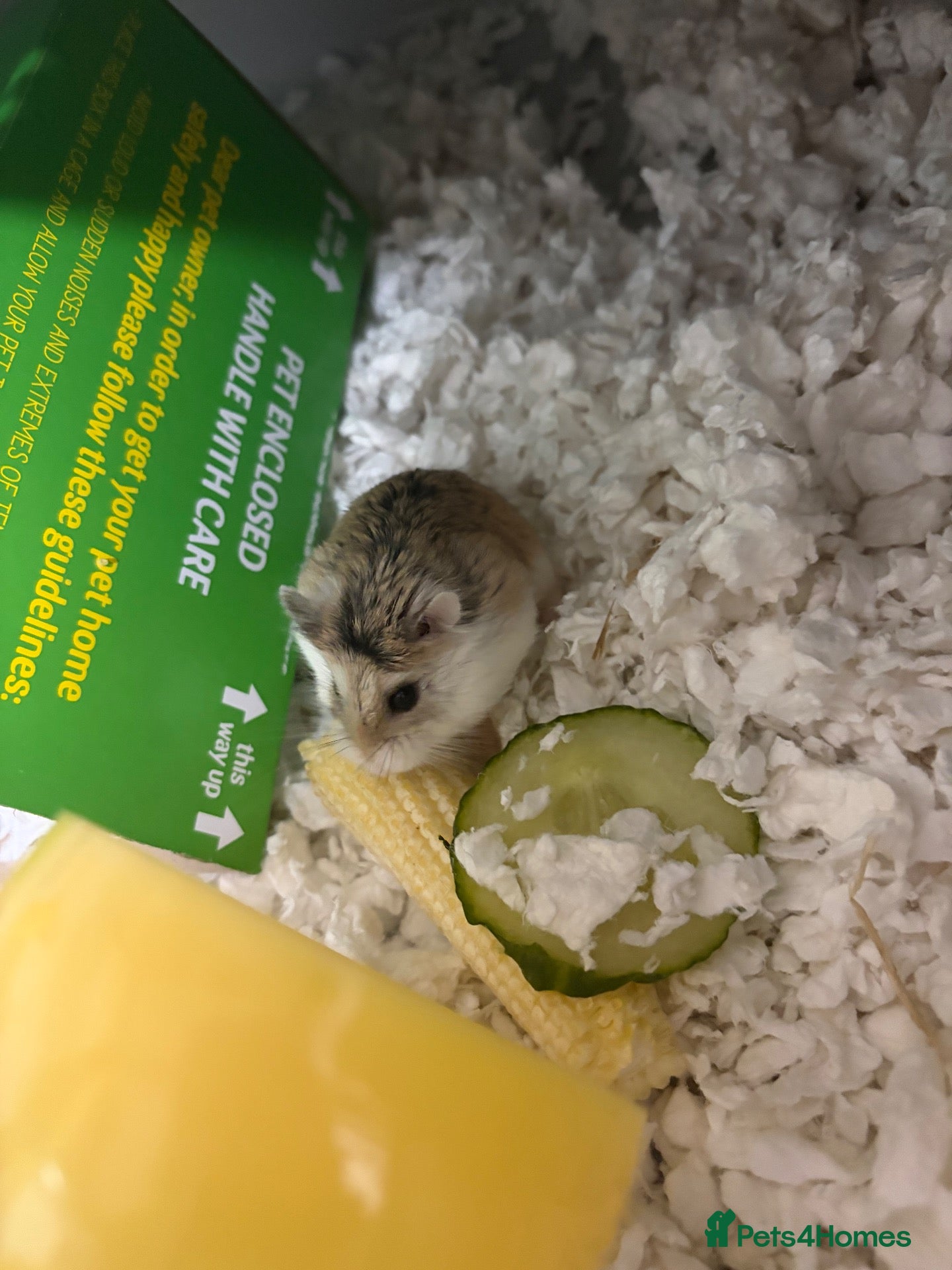 Hamster rodents Robovski dwarf hamster  - Advert 7