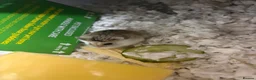 Hamster rodents for sale: Robovski dwarf hamster  in Sawbridgeworth - Advert 1