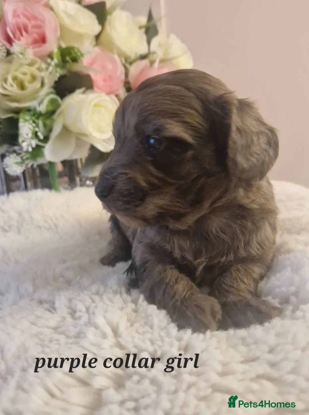 Doxiepoo dogs for sale: Daxipoo puppies  - Advert 2