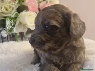 Doxiepoo dogs Daxipoo puppies - Advert 1
