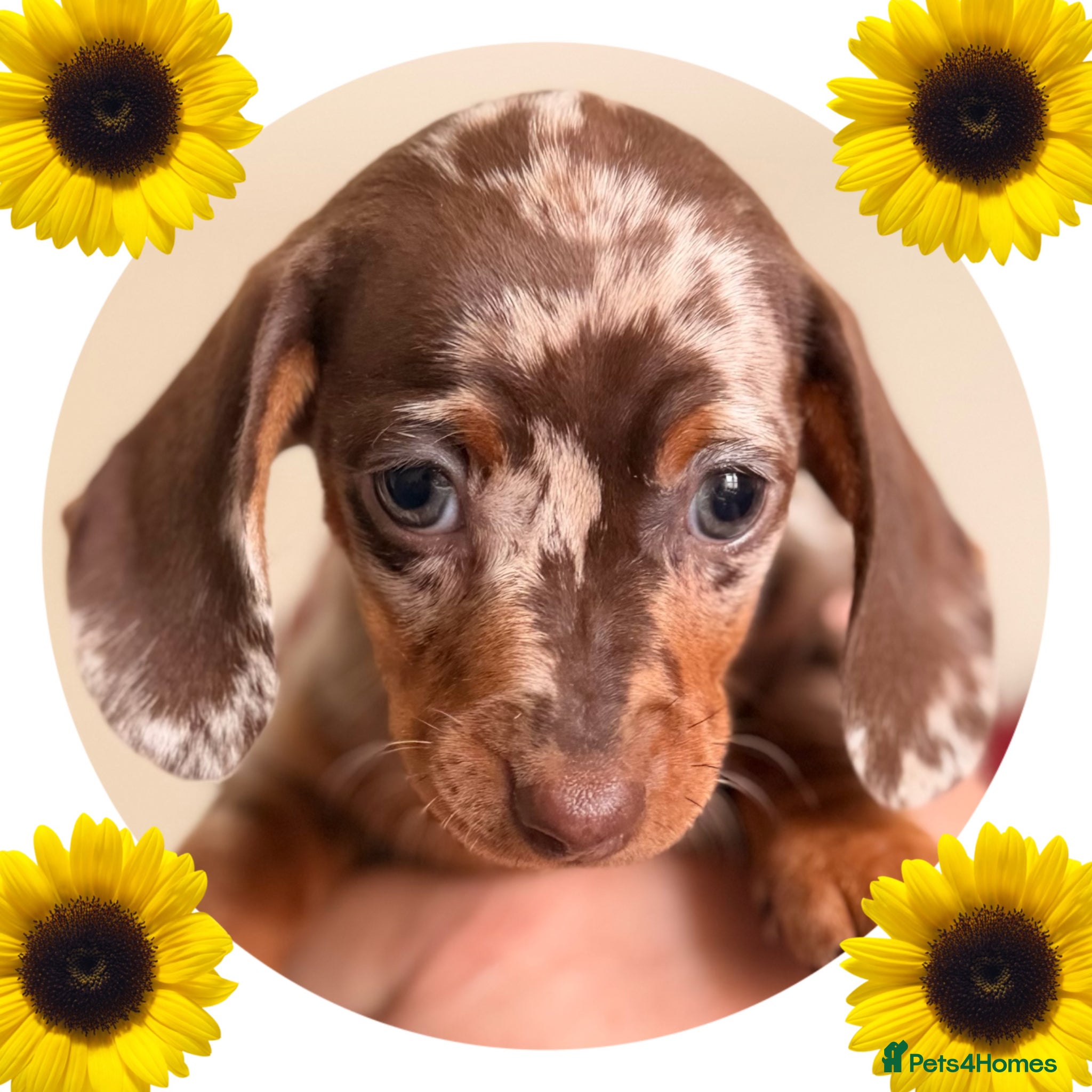 Miniature Dachshund dogs STUNNING KC CHOCOLATE DAPPLE GIRL AVAILABLE  - Advert 1