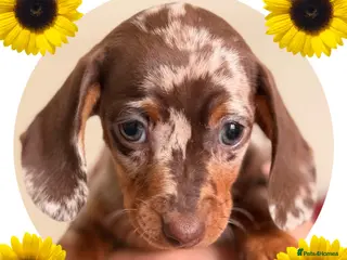 Miniature Dachshund dogs STUNNING KC CHOCOLATE DAPPLE GIRL AVAILABLE - Advert 3