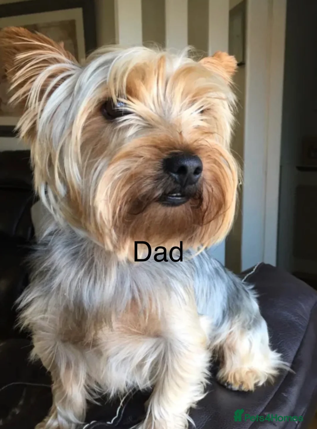 Yorkshire Terrier dogs for sale: Adorable Yorkshire terriers for sale  in Gateshead - Advert 14