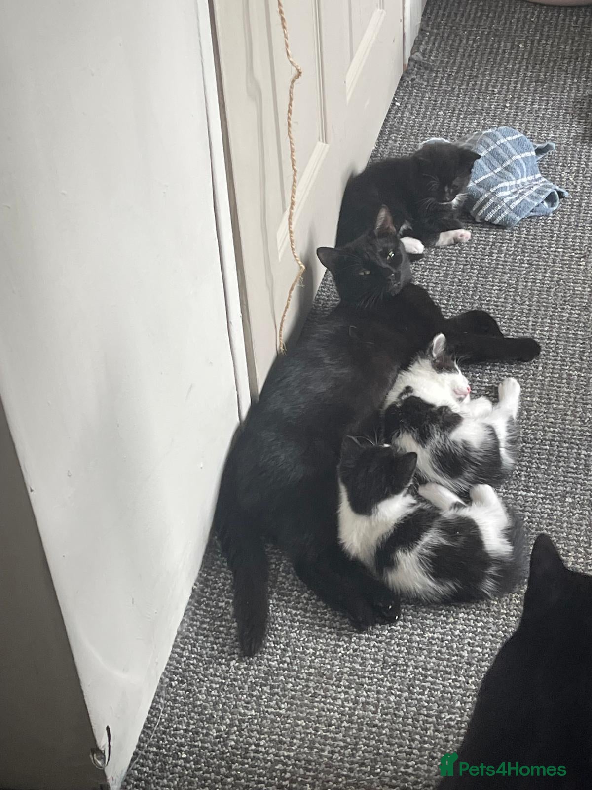Domestic Shorthair cats for sale: 3 adorable kittens looking for a new home in Peterborough - Advert 2