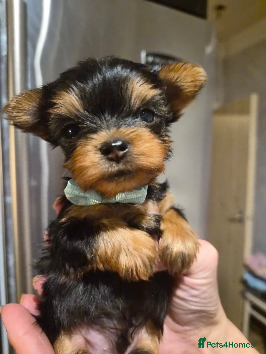 Yorkshire Terrier dogs for sale: 💝Beautiful Miniature Babies from 250g💝 - Image 10