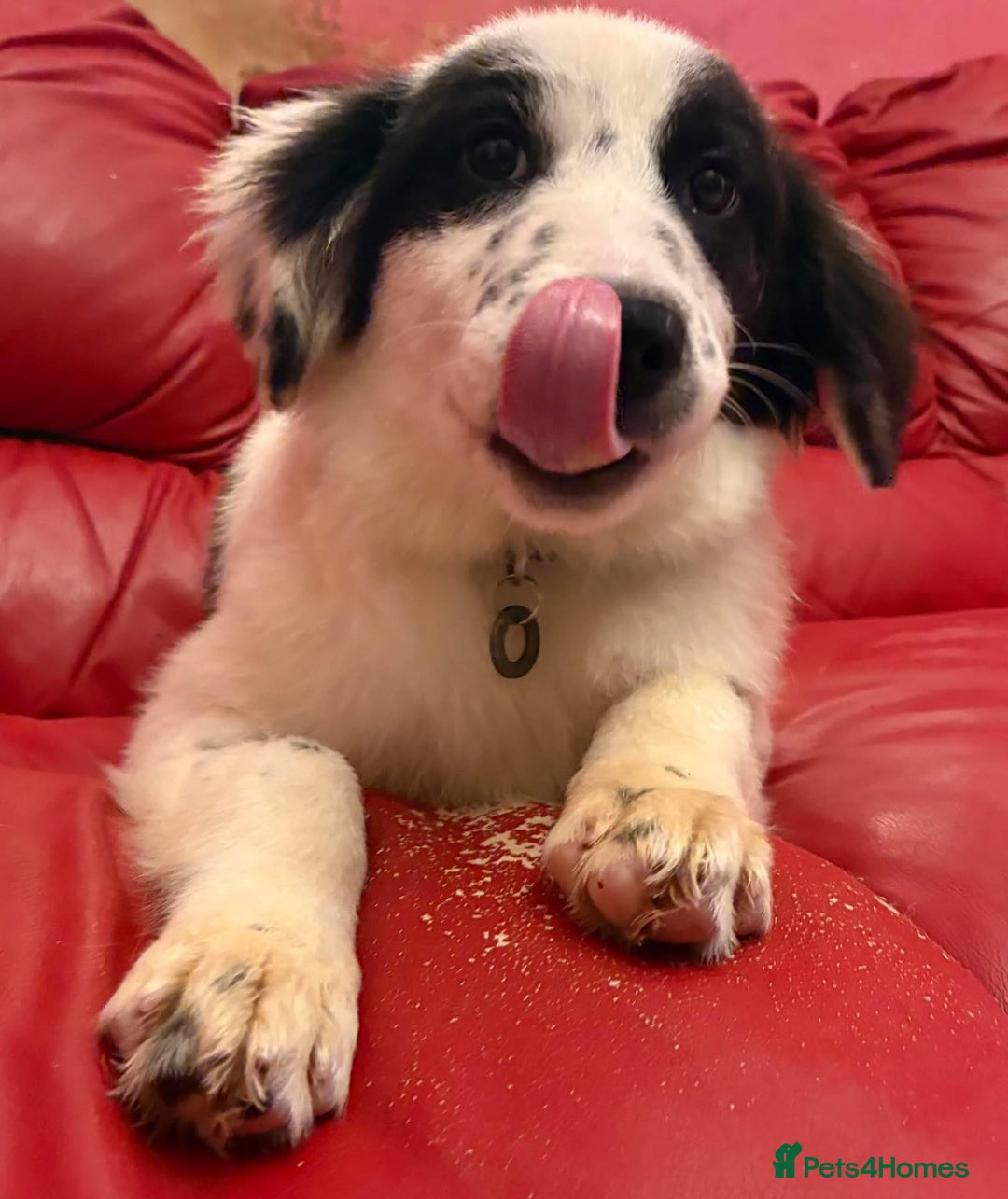 Mixed Breed dogs for adoption: Clark - Norwich Norfolk  - Advert 8