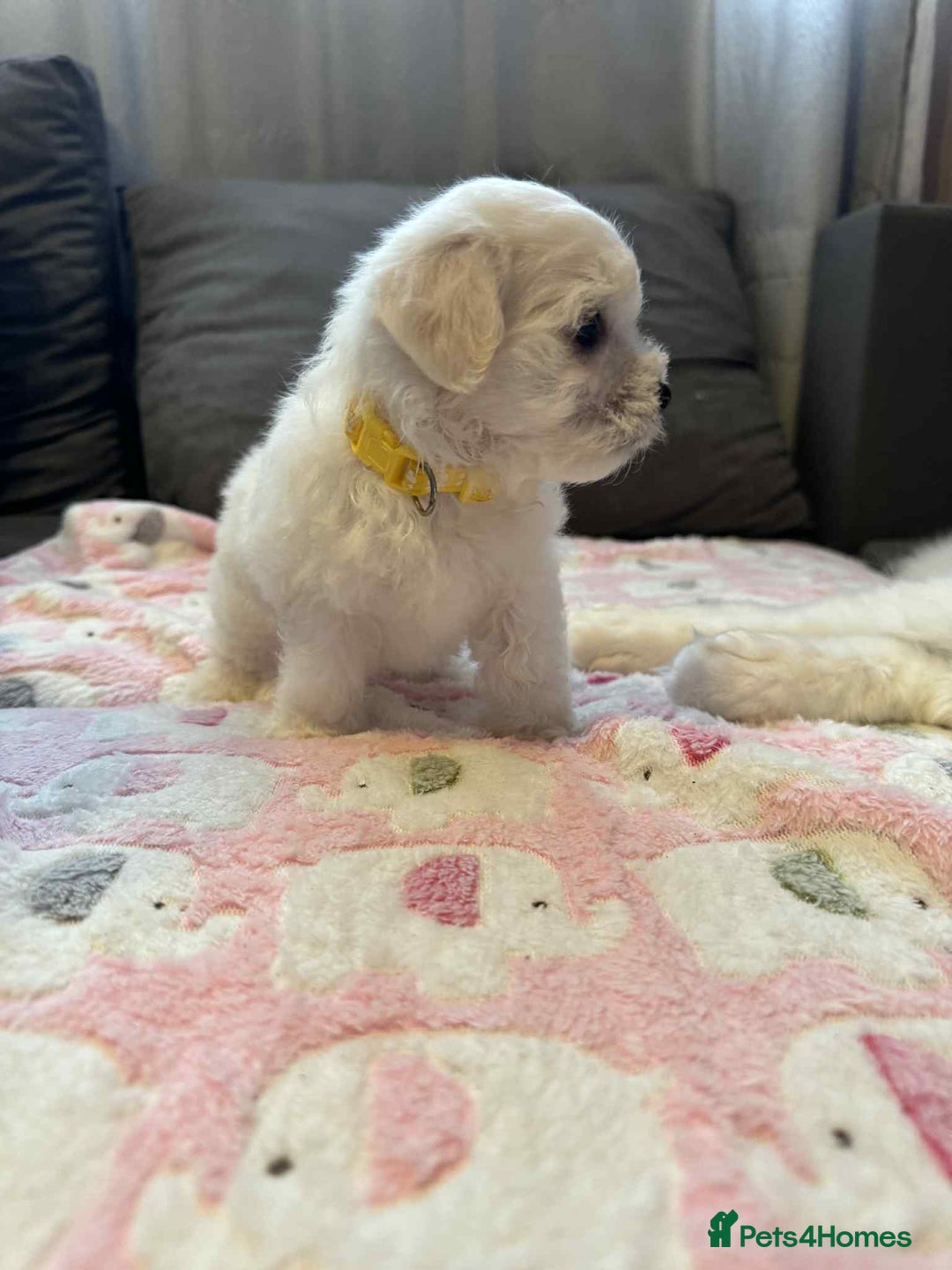 Maltese dogs for sale: Maltese puppies - Image 24