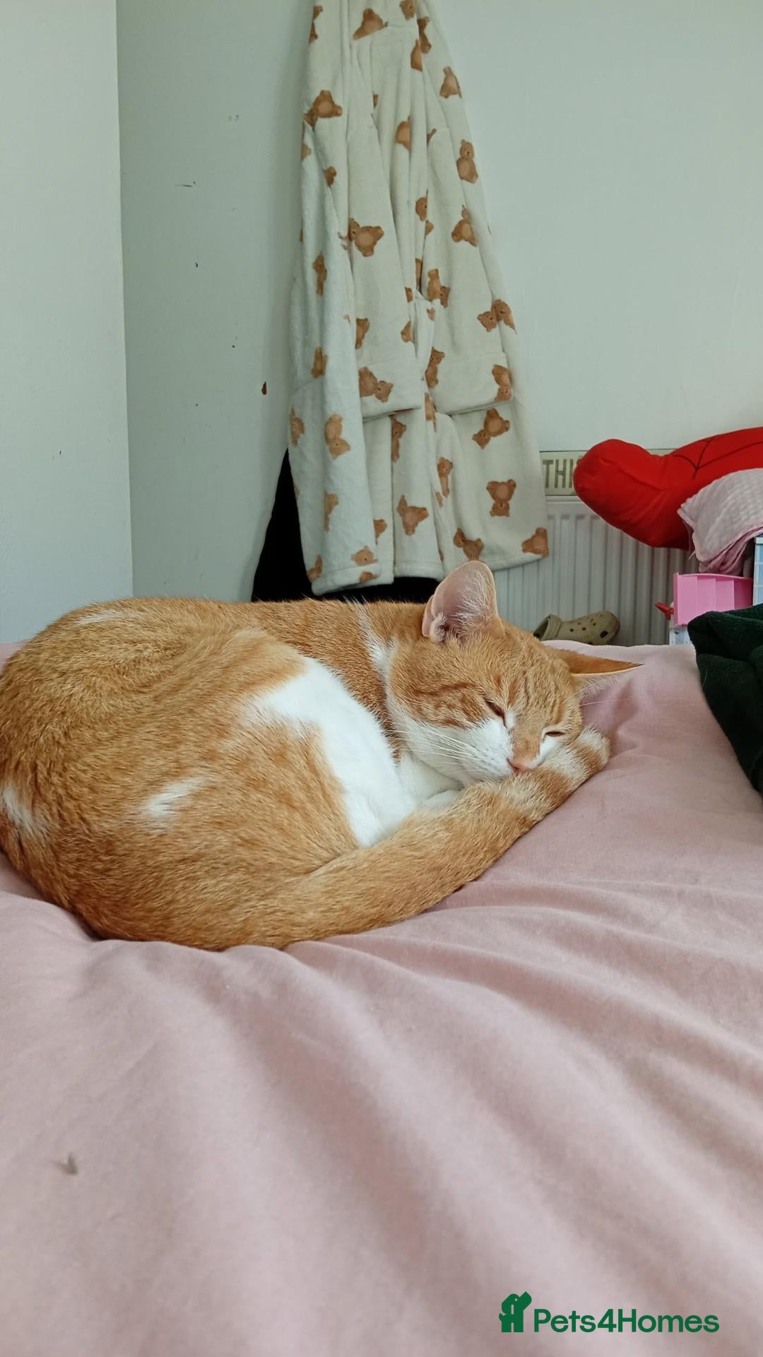 Mixed Breed cats for sale: Ginger male cat - Advert 4
