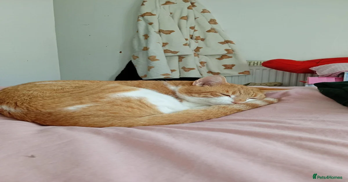 Ginger male cat for sale in Wigston | Pets4Homes
