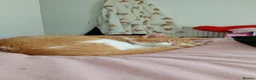 Mixed Breed cats for sale: Ginger male cat - Advert 1