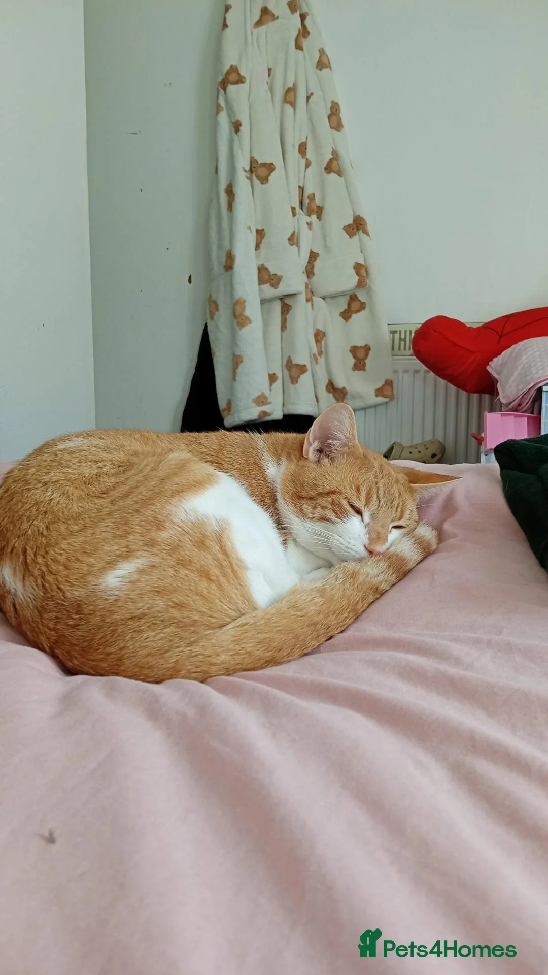 Mixed Breed cats for sale: Ginger male cat - Advert 1