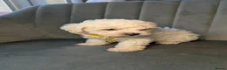 Maltipoo dogs for sale: Judy M - Advert 18