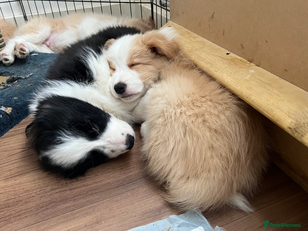 Border Collie dogs for sale: DUE 1st August Border collie Puppies - Image 29