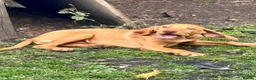 Hungarian Vizsla dogs for sale: Hungarian viszla LAST BOY  - Advert 17