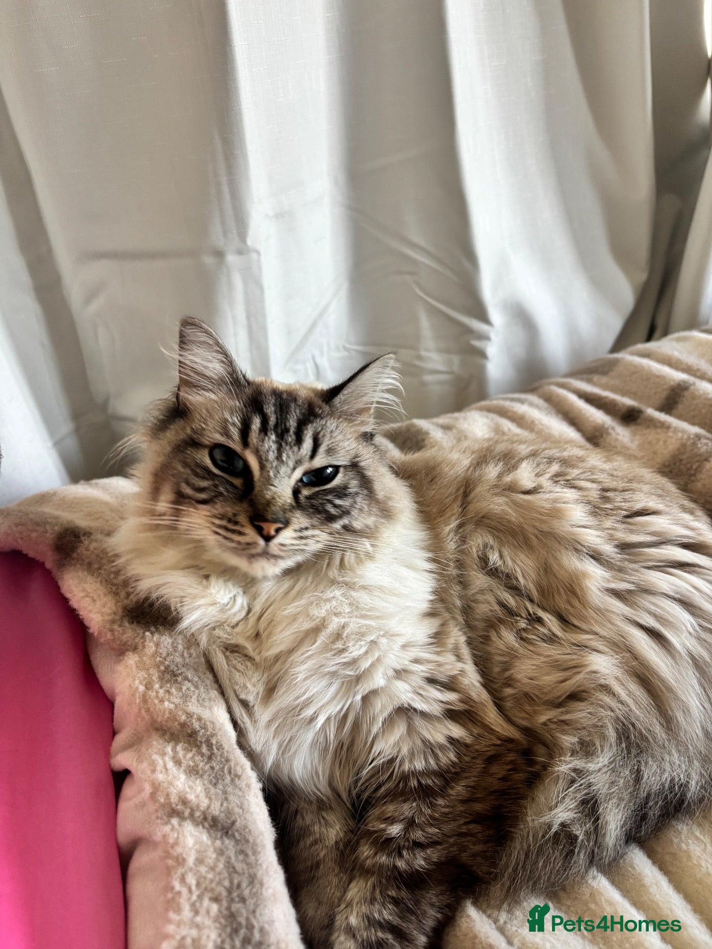 Ragdoll cats Ragdoll for sale - Advert 3