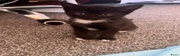 Mixed Breed cats for sale: 4 lovely kittens  - Advert 8